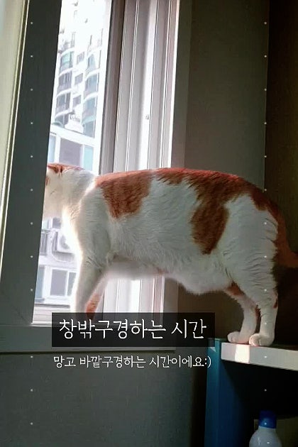 창밖구경시간 고양이 브이로그