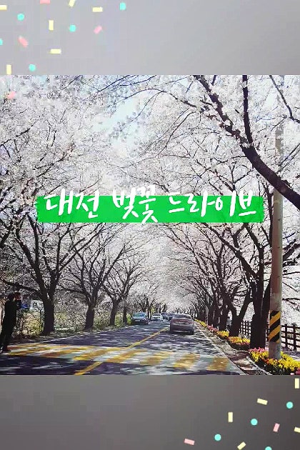 대전 벚꽃 드라이브
