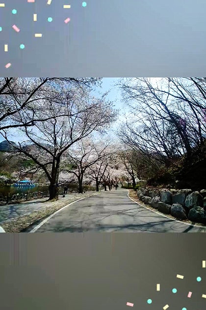 진안 마이산 벚꽃 풍경