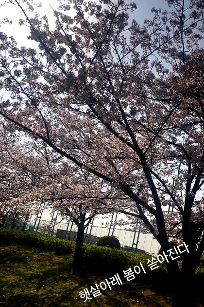 일본일상-햇살아래 봄이 쏟아진다