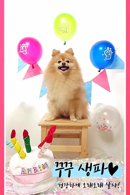 강아지 생일파티♡