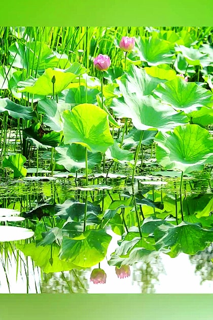 가평 물미연꽃마을
