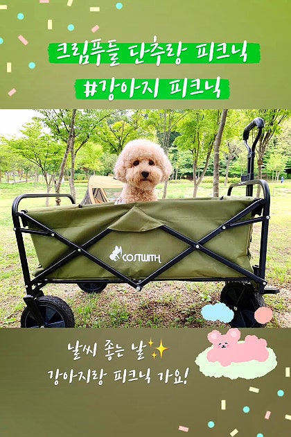 크림푸들 단추랑 강아지캠핑 힐링타임