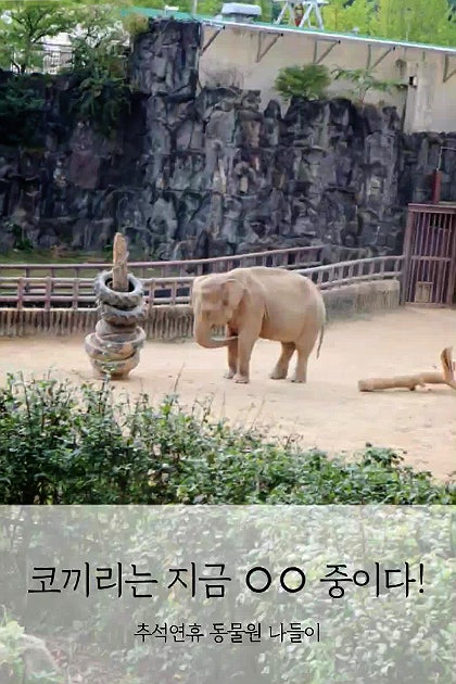 추석연휴 찾은 과천동물원 코끼리가족 덕분에 행복했다