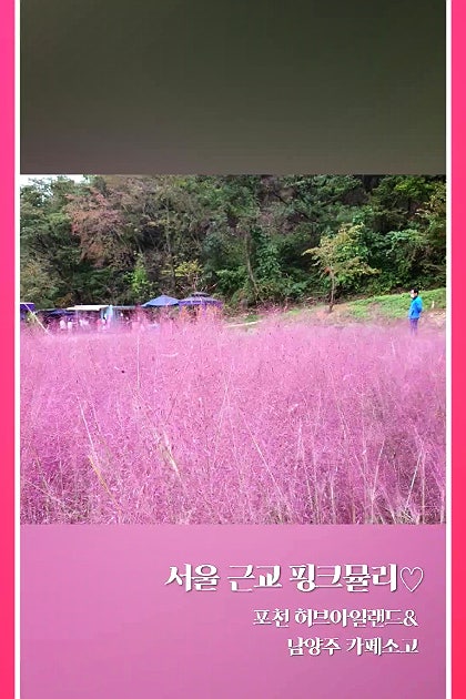 서울 근교 핑크뮬리 구경 할만한 장소