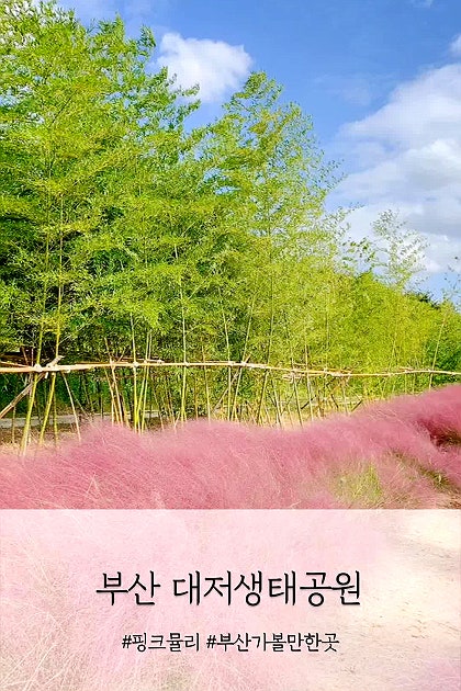 부산 대저생태공원 핑크뮬리