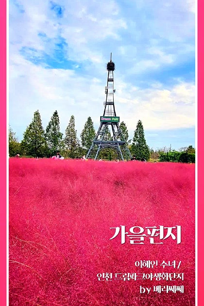 인천 드라이브 코스, 드림파크야생화단지 핑크뮬리 황홀경~~
