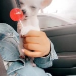 Doggy licking lollipop 