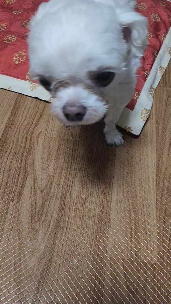 석수동물병원 사진 2