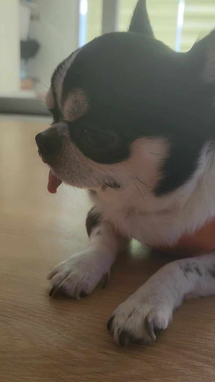 연희동물의료원 사진 4