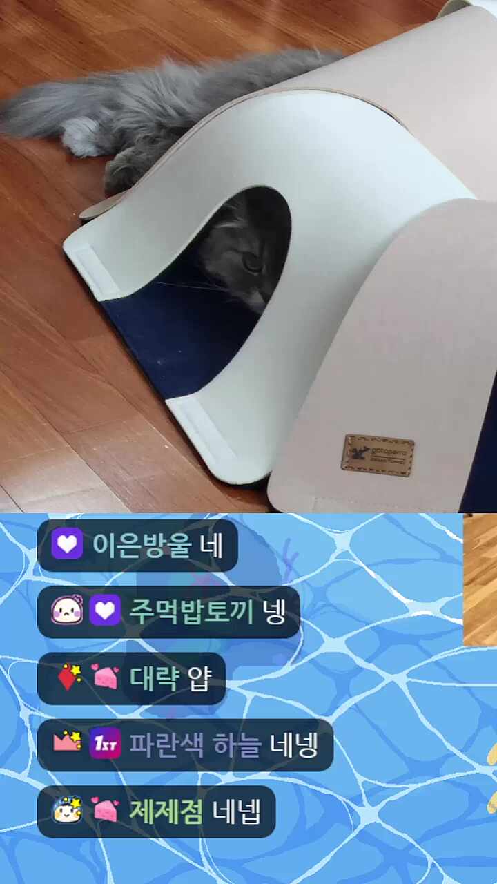 쿠마 개빡침