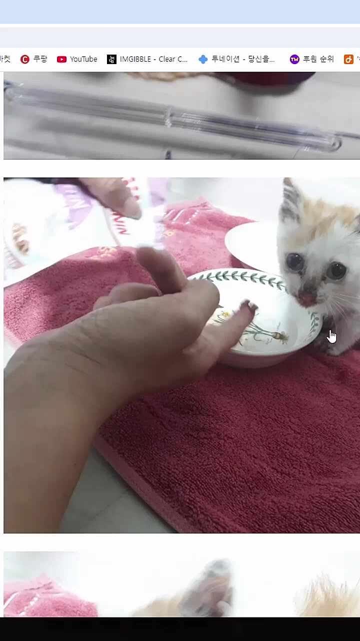 고양이 칭찬 감사합니다.