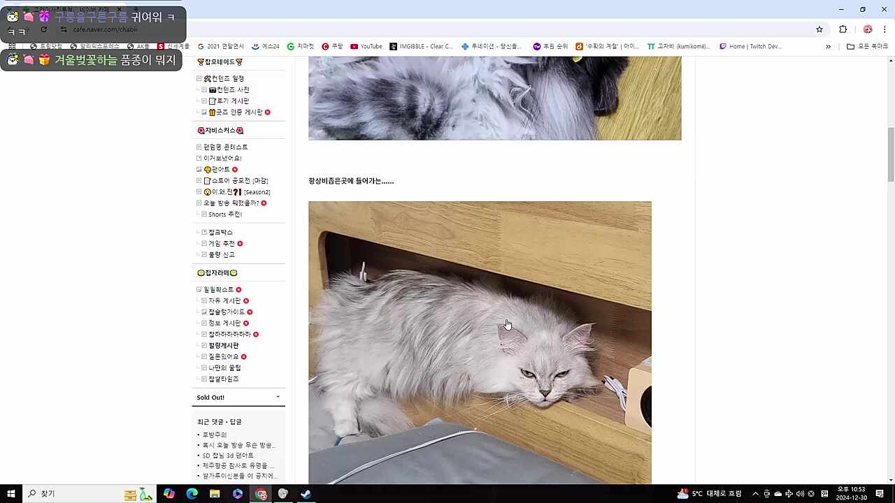 고양이 칭찬감사함당