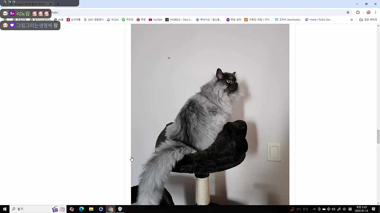 고양이감상