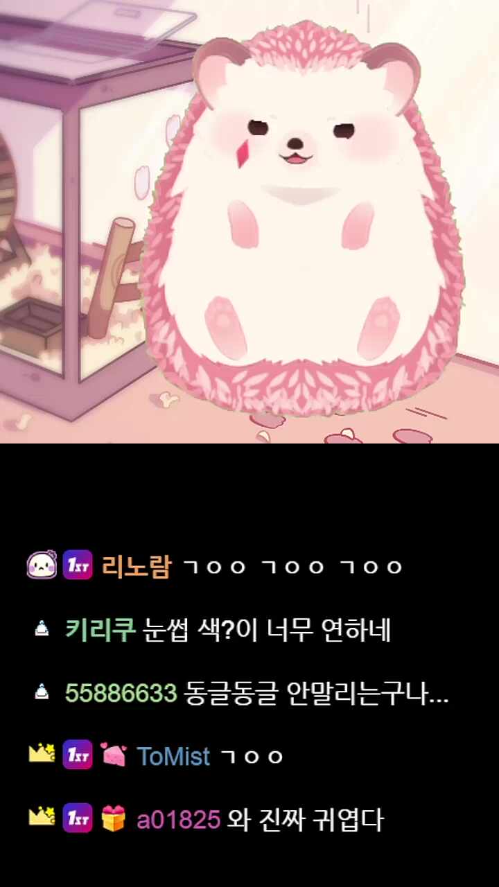 찹슴도치 가시 세우면서 볼빵빵