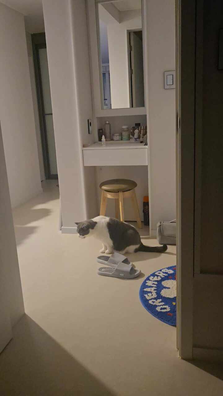 그레이스 고양이 심장&치과병원 사진 2