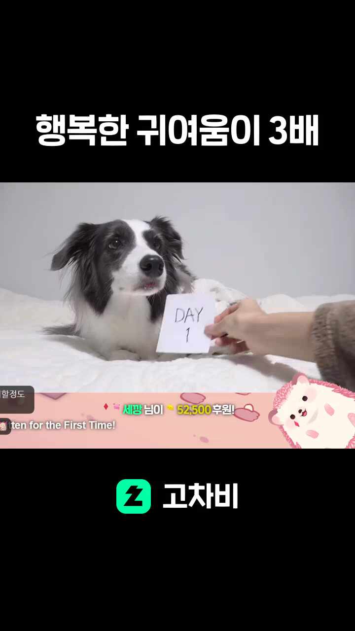 행복한 귀여움이 3배
