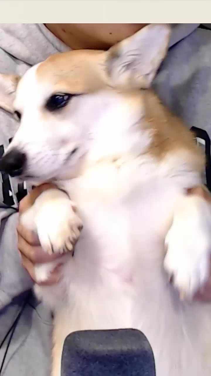 코난이 데뷔방송🐾
