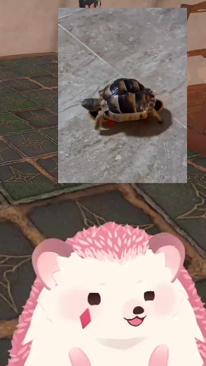 캐시템 장착한 산삼님네 거북이