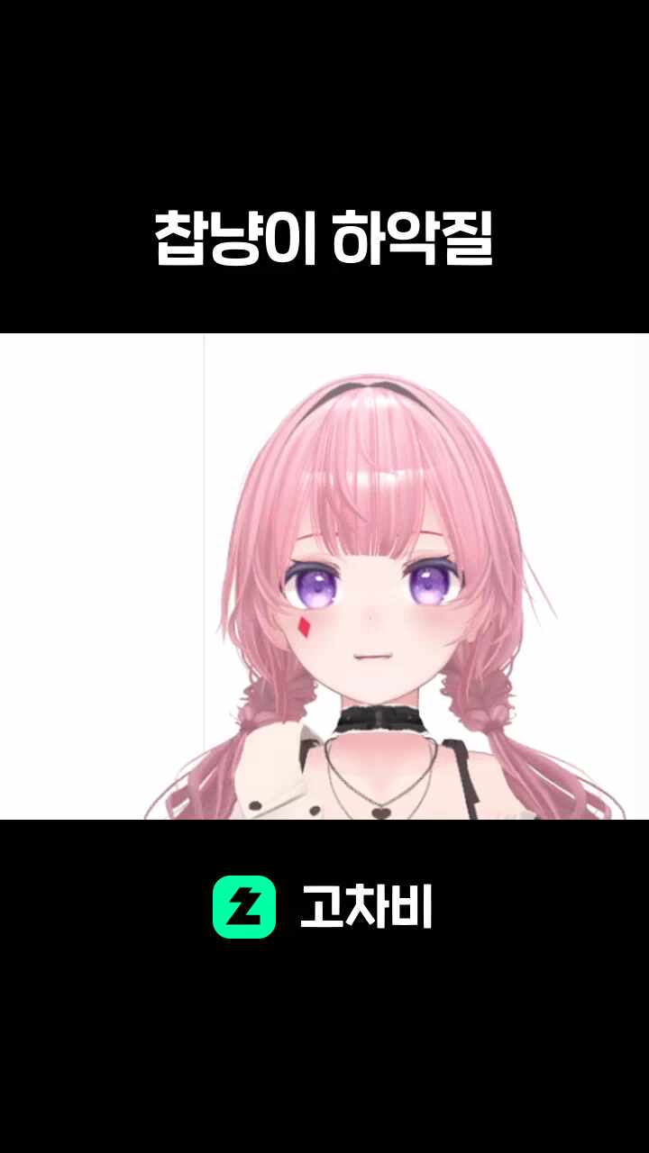 찹냥이 하악질