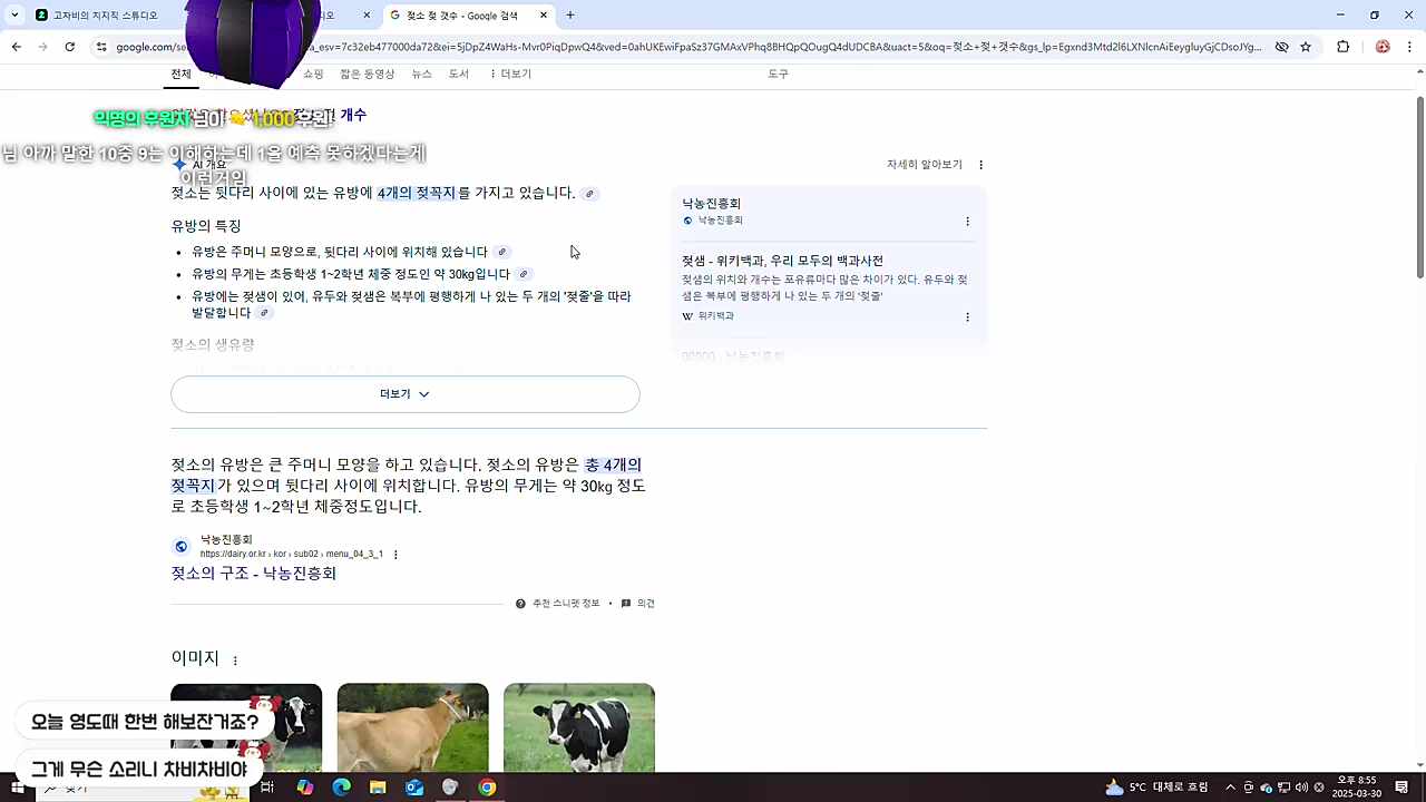 젖소 토론