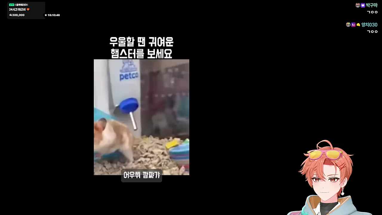 햄스터가 햄스터를 보는 영상