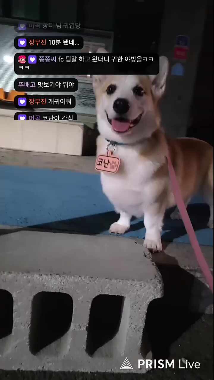 코난이 용안