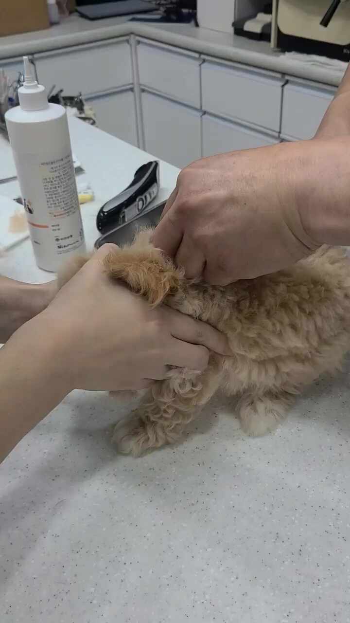 용인센트럴동물병원 사진 5