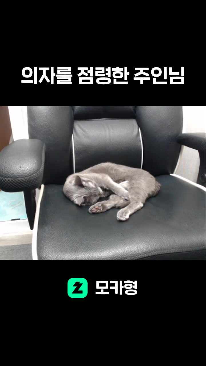 의자를 점령한 주인님