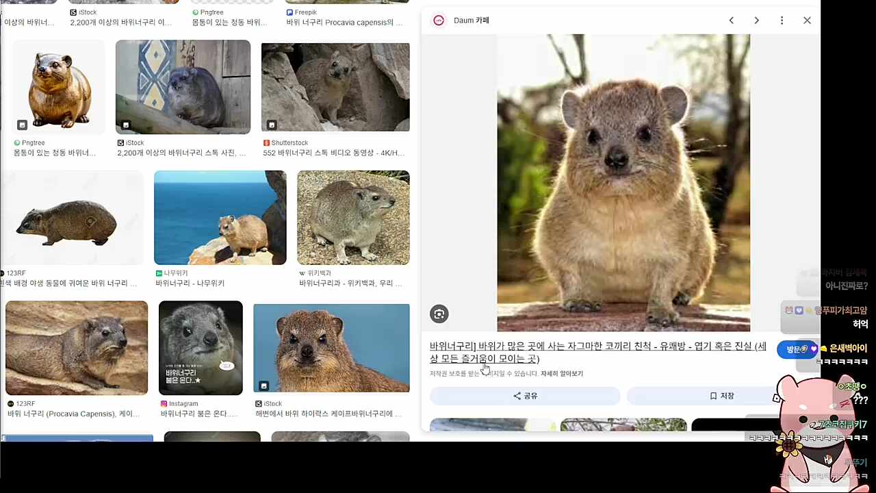 바위너구리에게 스며든 하루 ㅋㅋㅋㅋ