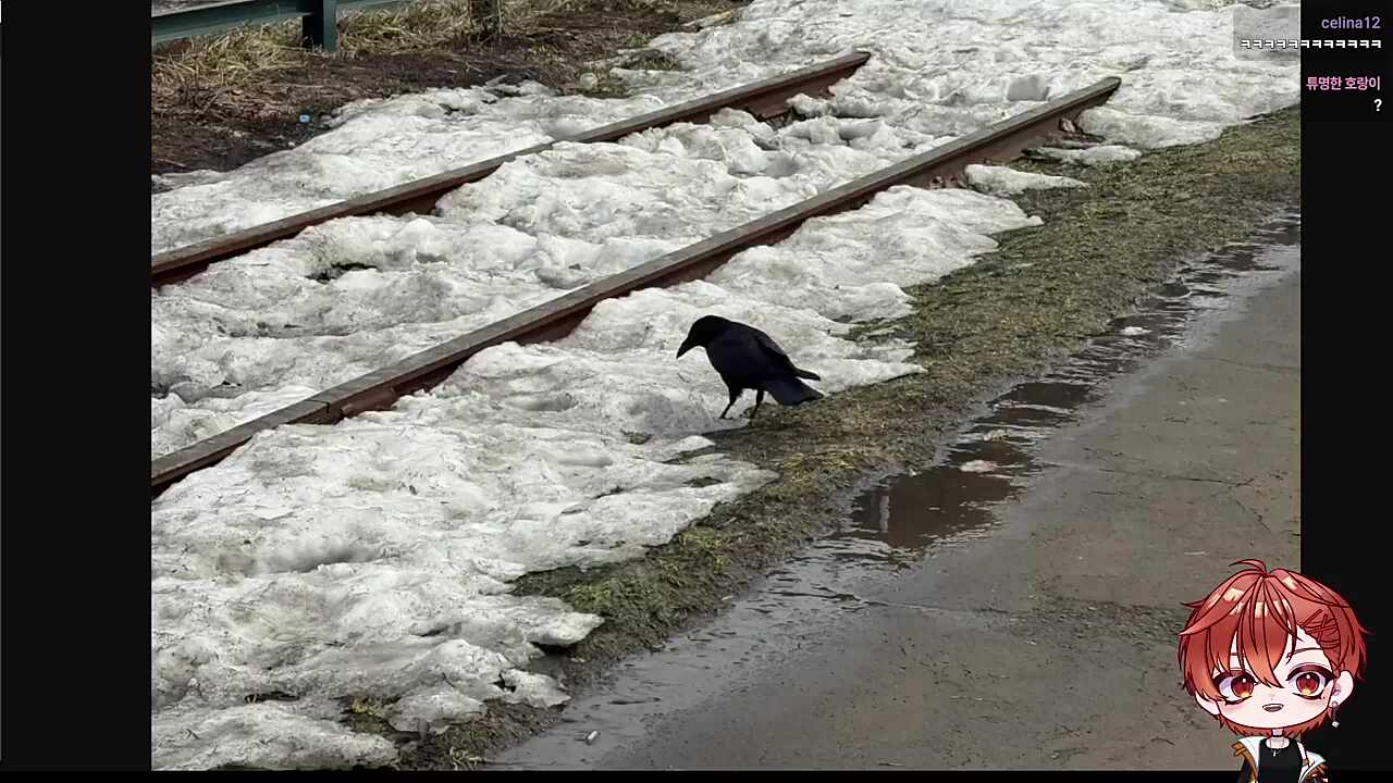 비둘기랑 까마귀 분위기 차이가 ㅋㅋㅋㅋ