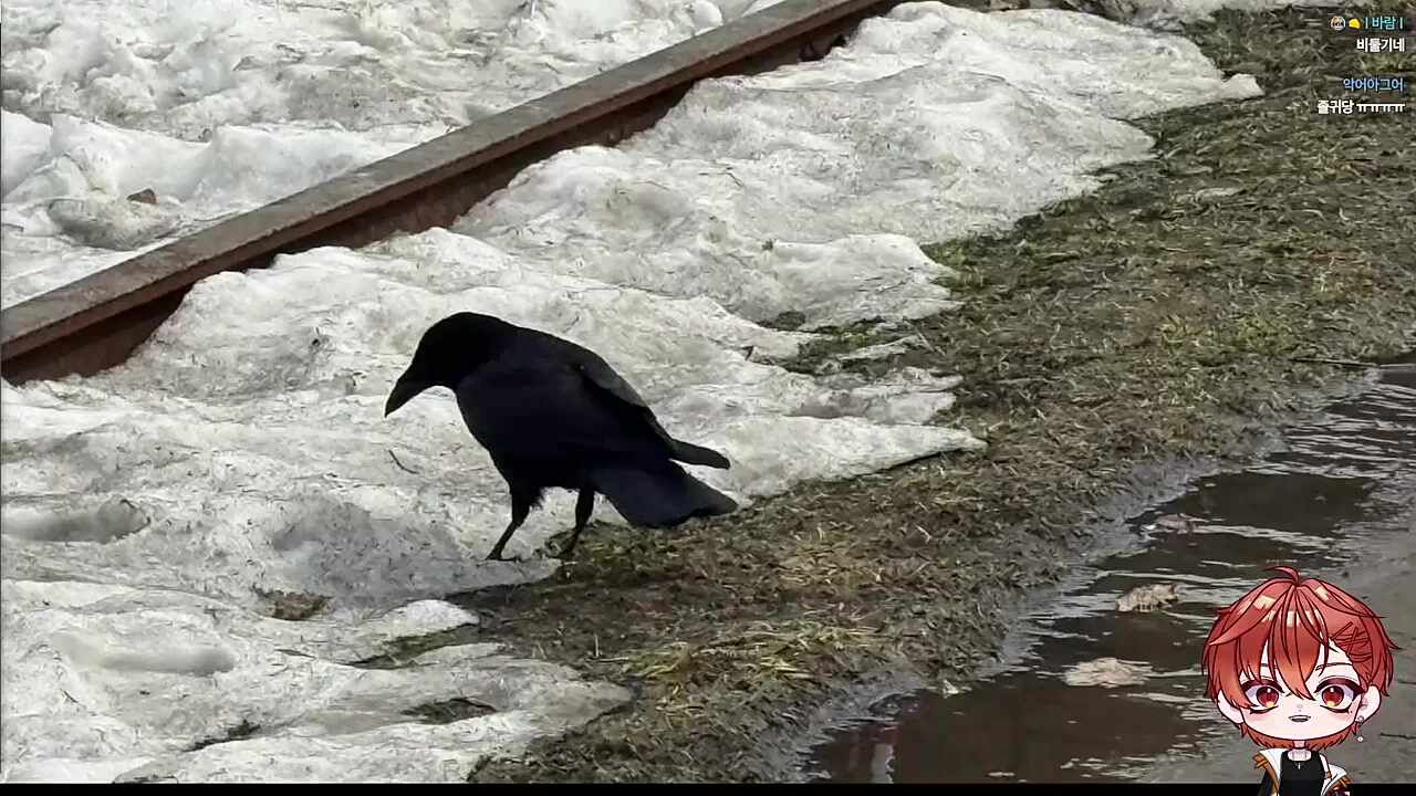 일본 까마귀는 되게 컸다는 하루🐹