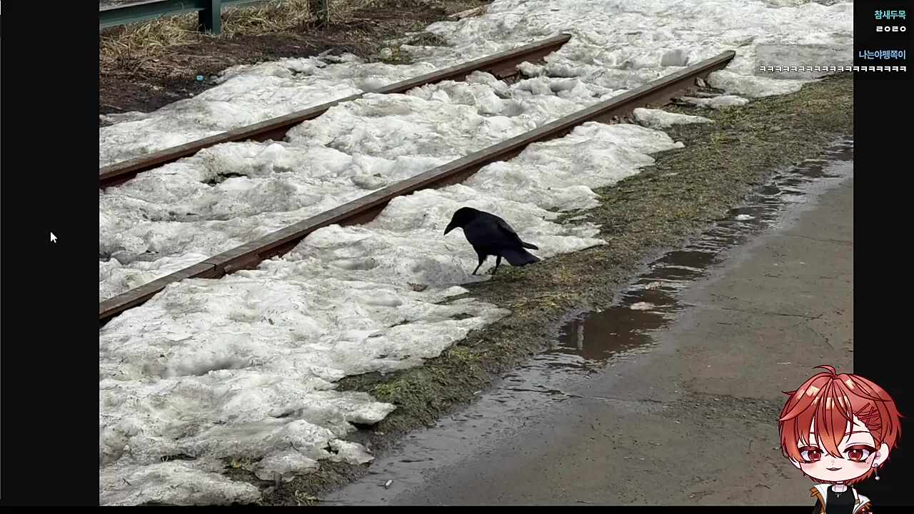 까마귀 포스가..ㄷㄷ