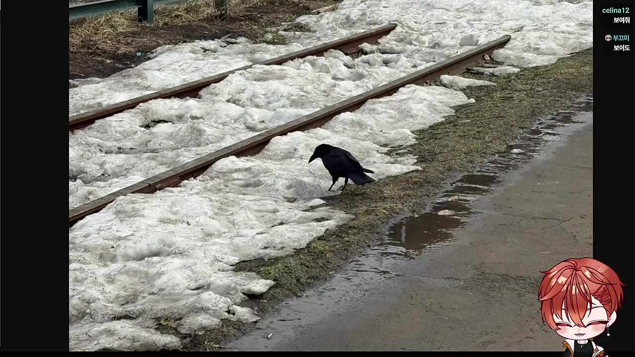 까마귀가 먹방하는 영상도 찍었다는 하루 ㅋㅋㅋㅋ