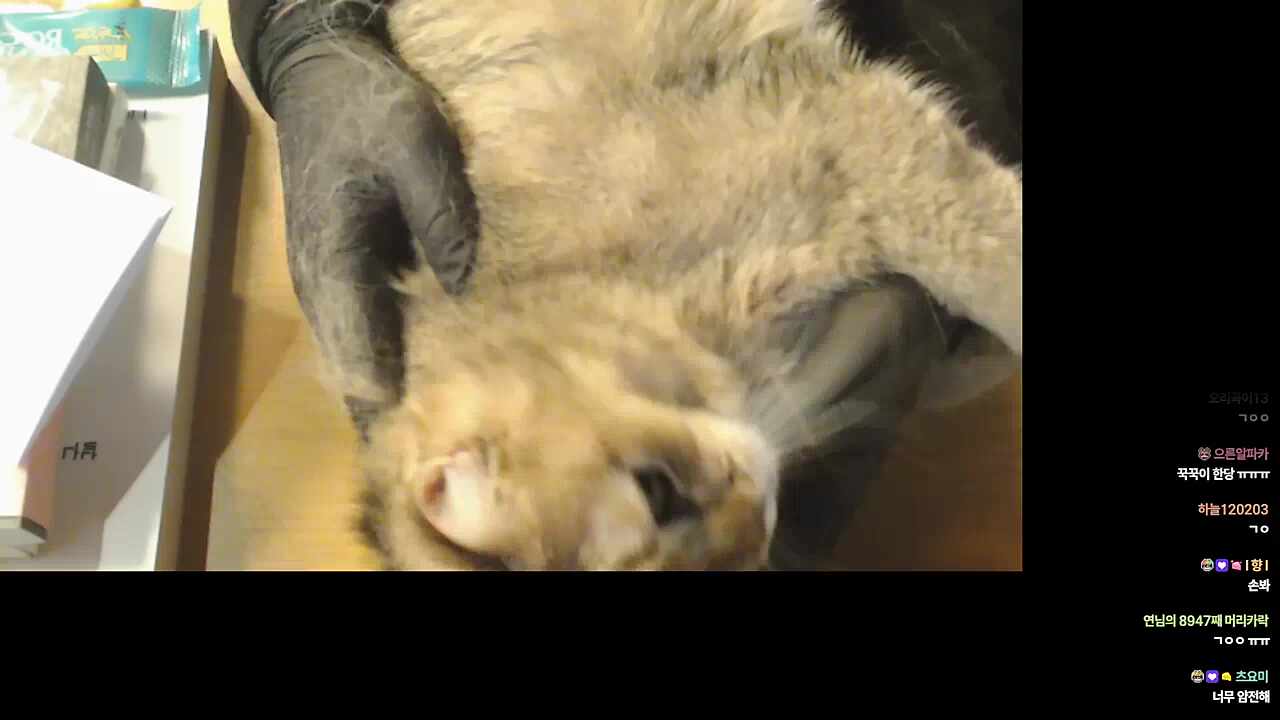 칸쵸 복복복복~