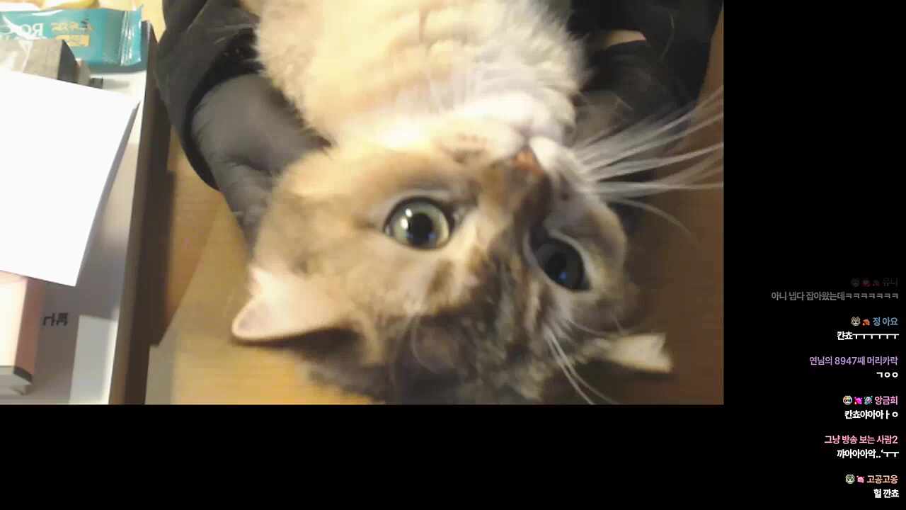 칸쵸야 리액션하자~🐹
