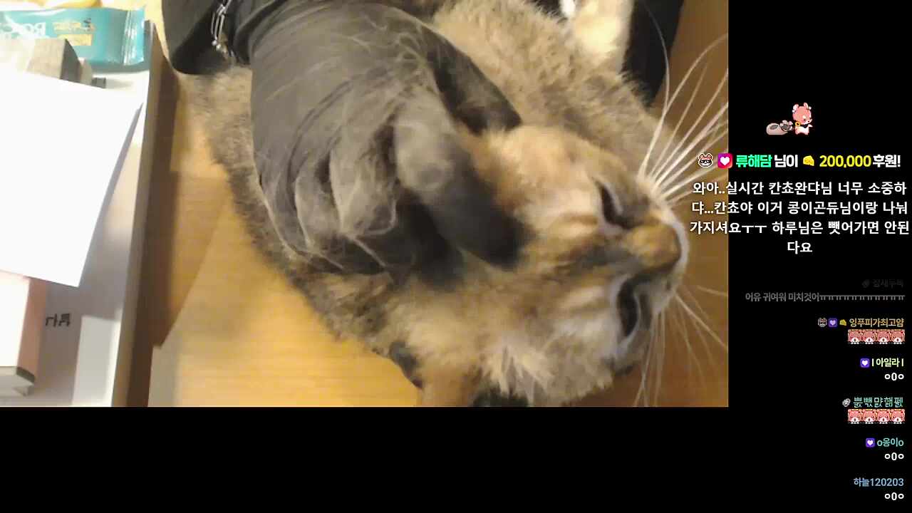 하 칸쵸 귀여워....😍