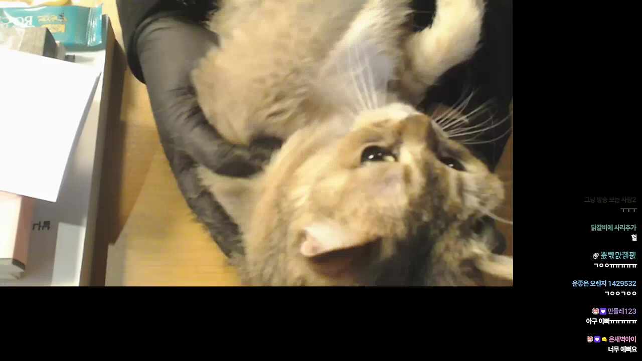 너무 귀여워서 심장이 으아ㅏㅏ