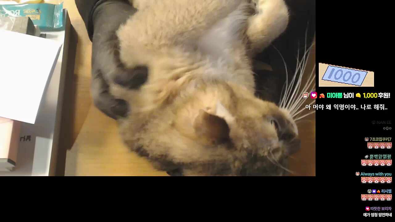 칸쵸 착냥이다 착냥이~