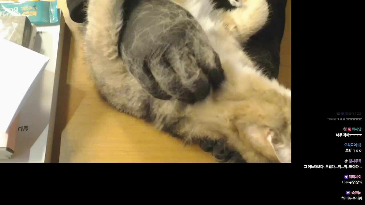 다음생은 칸초를 노린다