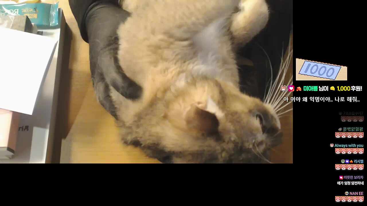 하루 장갑의 변화 1