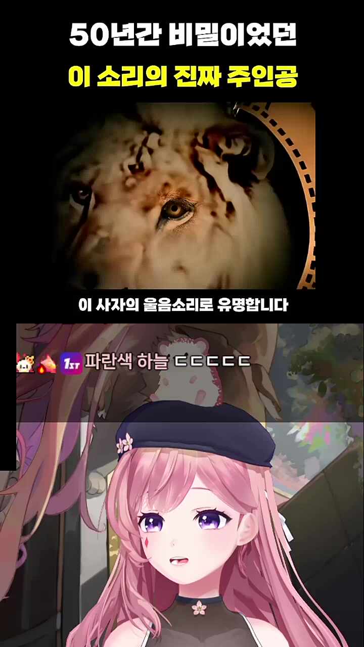 찹차비가 울부지저따