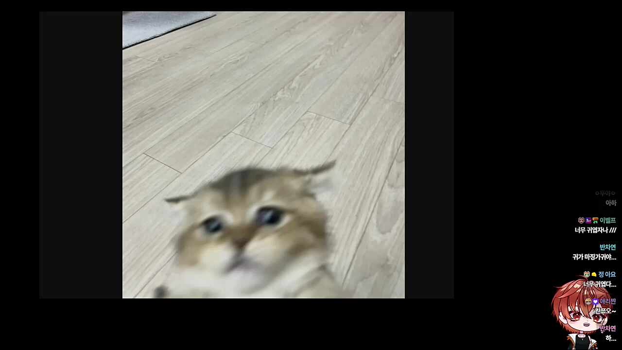 이사오기 전에 살던 집에서 손에 매달려서 장난치던 깐쵸🐹