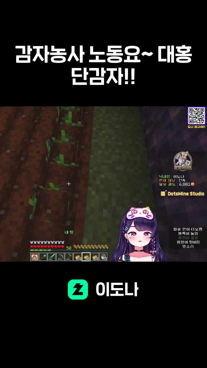 감자농사 노동요~ 대홍단감자!!