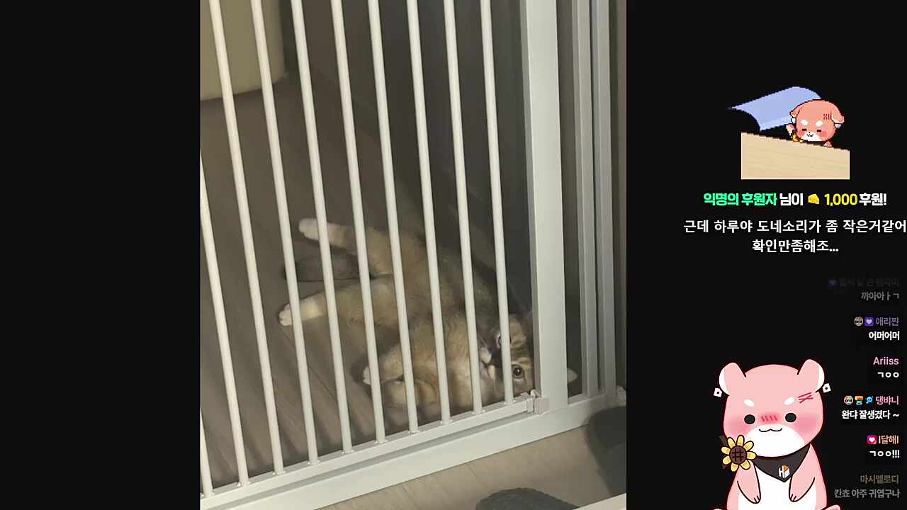 깐쵸 ㄱㅇㅇ