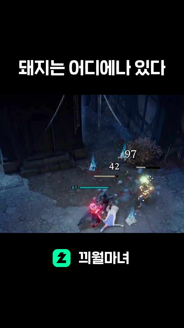 돼지는 어디에나 있다