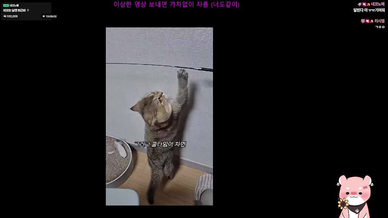 깐쵸는 사고쳐서 안된다는 하루 ㅋㅋㅋㅋㅋ