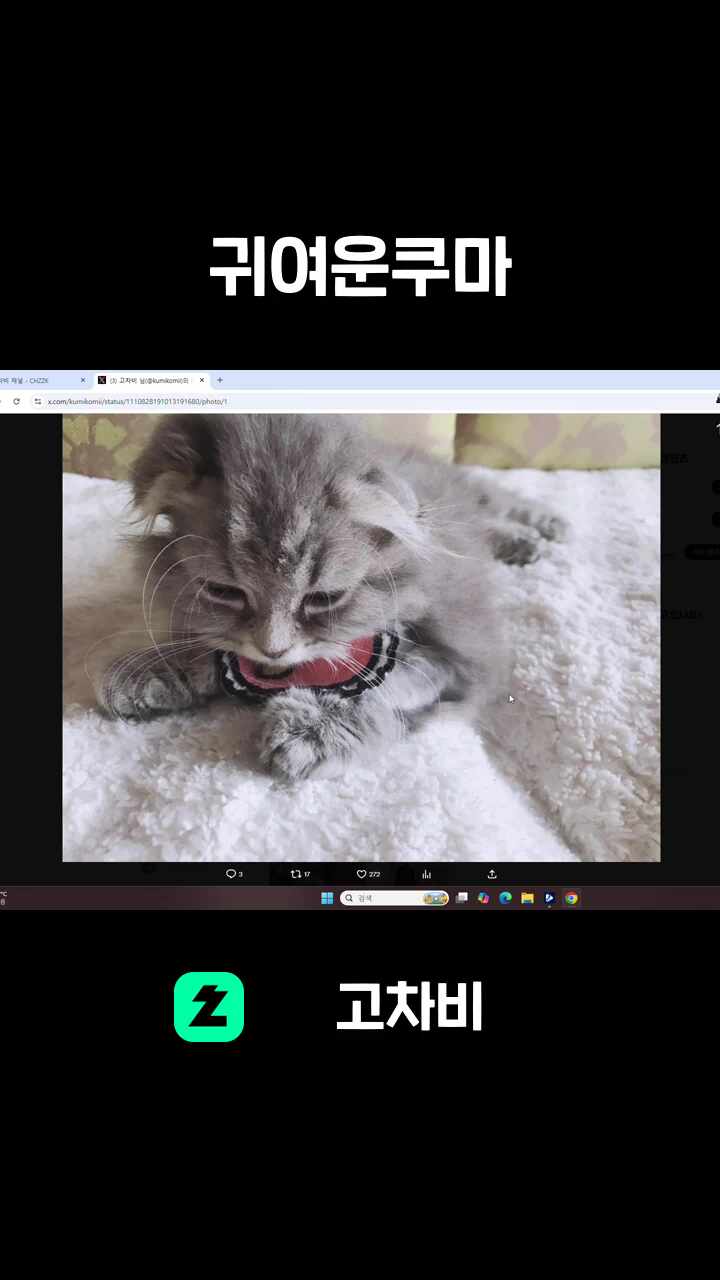 귀여운쿠마