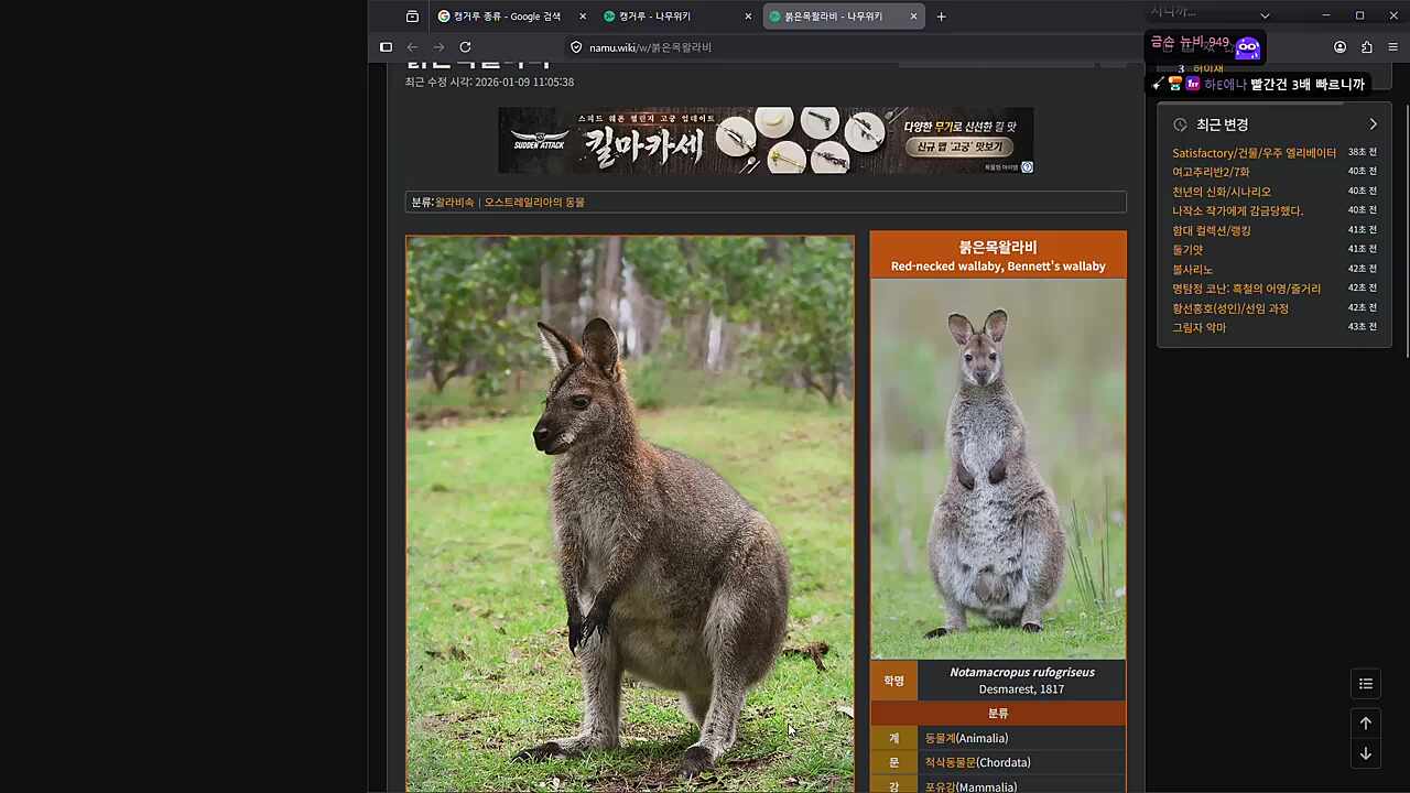 캥거루 키운적있는 숀쟝