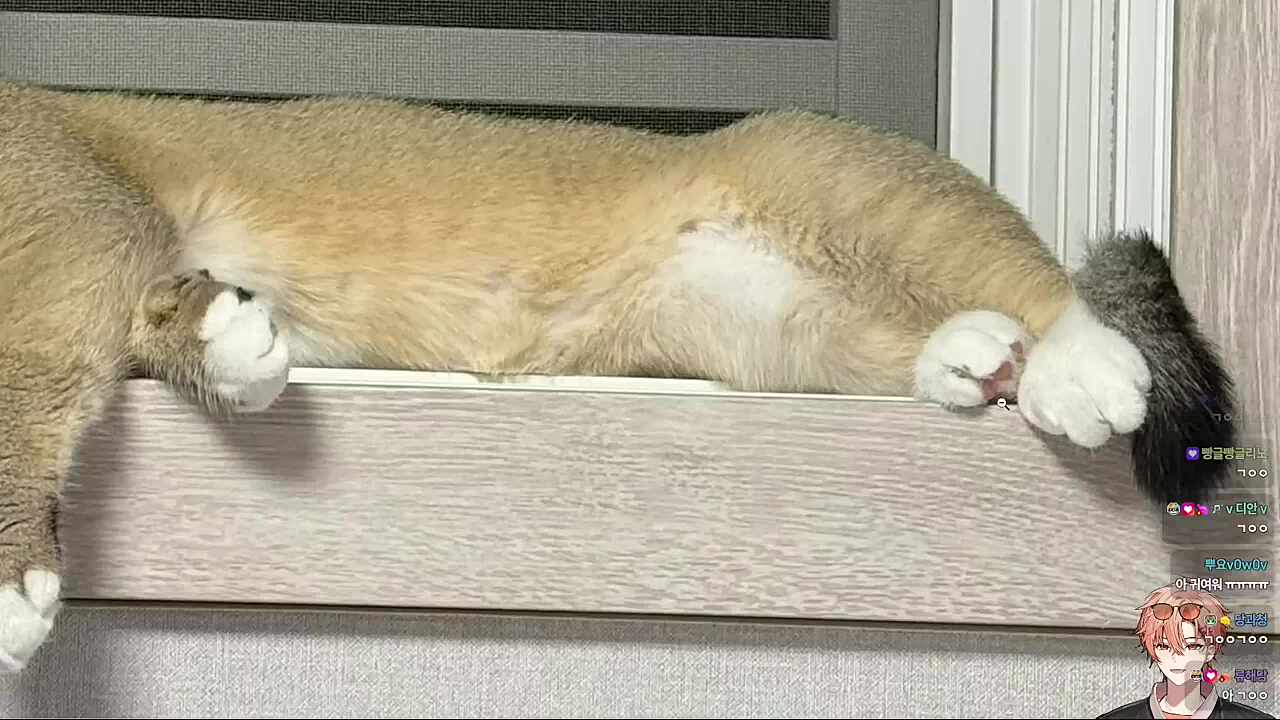 창문 앞에서 자는 깐쵸🐱